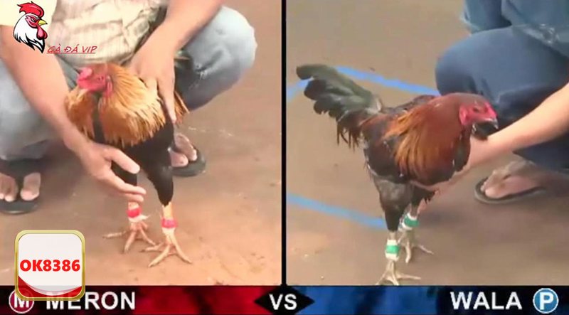 Đá Gà Cựa Dao - Cách xác định thắng thua trong kèo đá gà